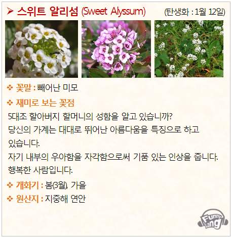 [탄생화/꽃말모음] 스위트 알리섬 (Sweet Alyssum) - 1월12일