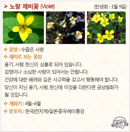 [탄생화/꽃말 모음] 노랑 제비꽃 (Violet) - 1월 9일