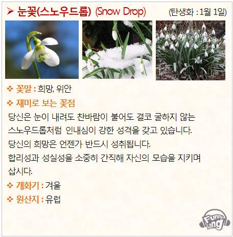 [꽃말 모음/탄생화] 눈꽃(스노우드롭) (Snow Drop) - 1월 1일