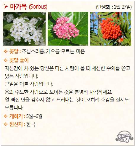 [탄생화/꽃말 모음] 마가목 (Sorbus) - 1월 27일