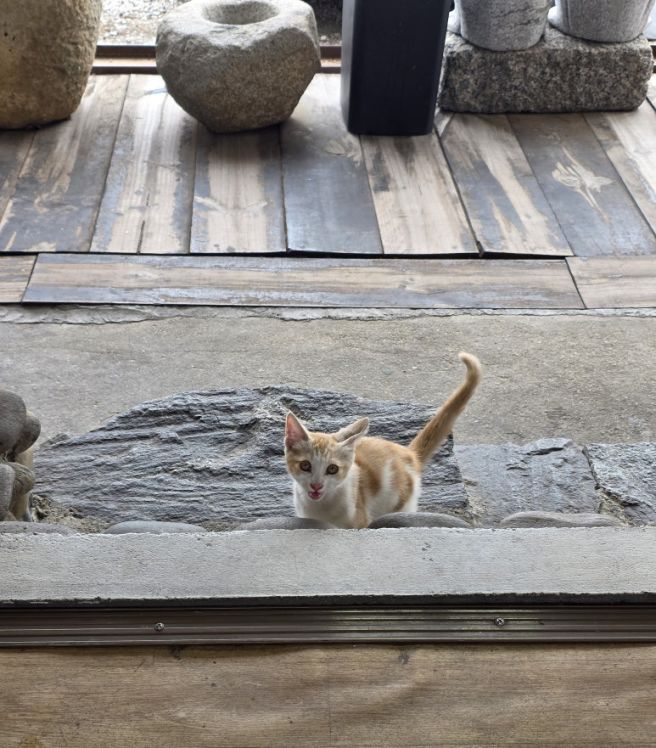 [아산시] 옛날돌집장어