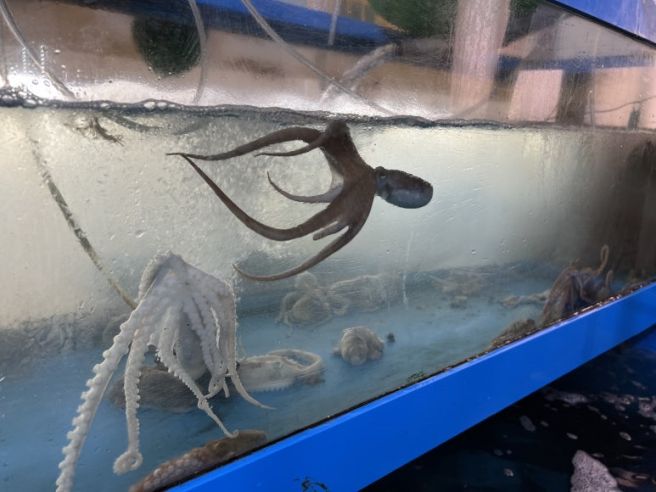 [서산박속낙지탕맛집] 서산 웅도맛집 웅도낙지