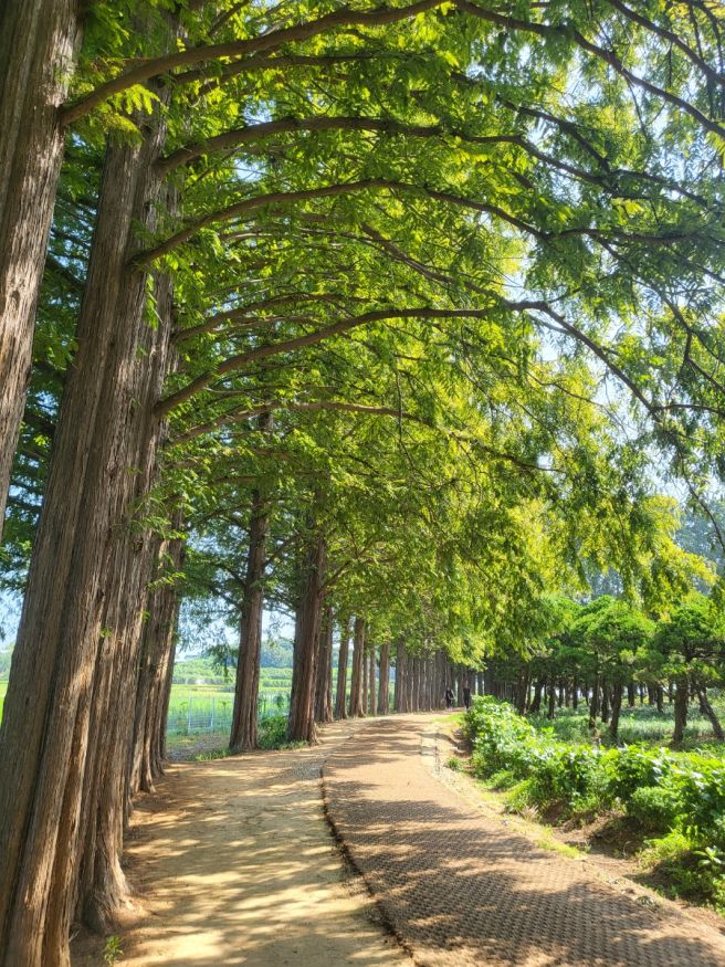 익산 여름날의 추억(아가페정원, 황등석사, 황등비빔밥, 금종제과