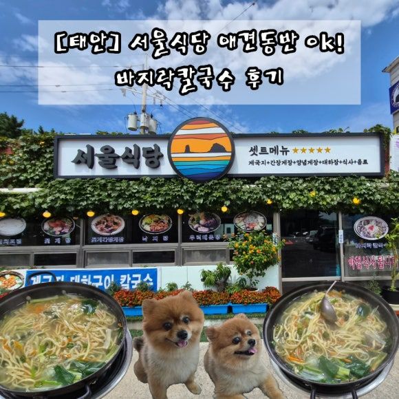 [태안] 아침식사 가능한 / 서울식당 / 강아지와 바지락 칼국수 한 끼!