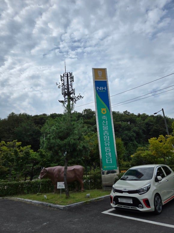 영주축협한우프라자 본점~영주한우 소고기구이~영주선비주(2025.9.15)