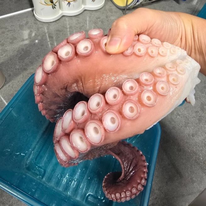 [영주여행] 육회비빔밥과 문어 숙회를 먹어 보기 위해 당일치기 맛집 투어 다녀온 영주 여행 -맛집편