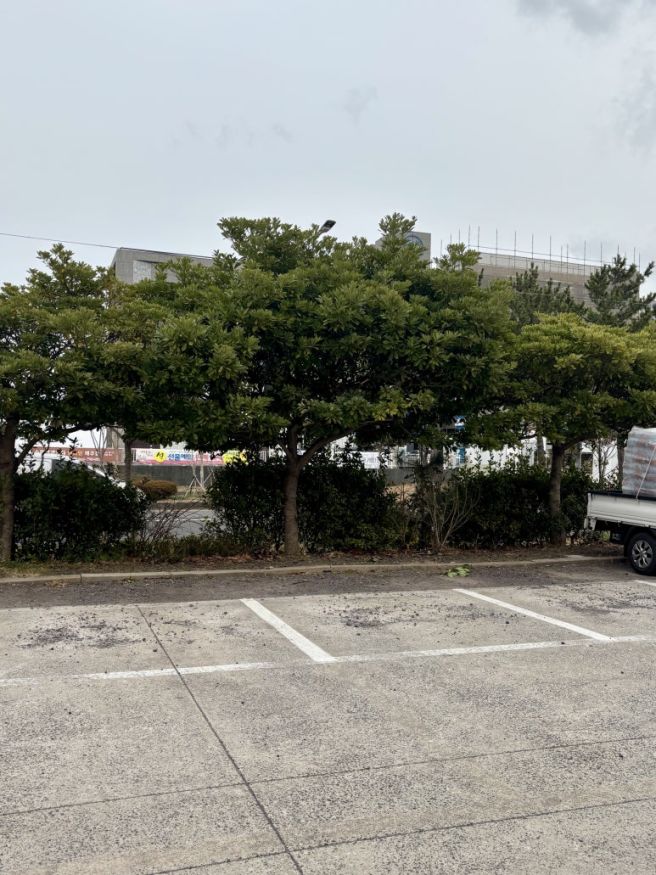 내돈내산 제주 해장국 맛집 / 공항근처 아침 “대춘해장국 본점” 해장국, 내장탕 함덕골목 비교