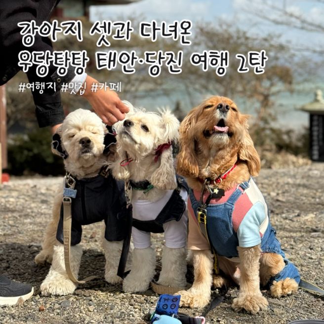 태안·당진 애견동반 1박2일 여행 기록 2탄 | 안면암, 전주식당, 당진 면천읍성, 타타스베이글 ✨