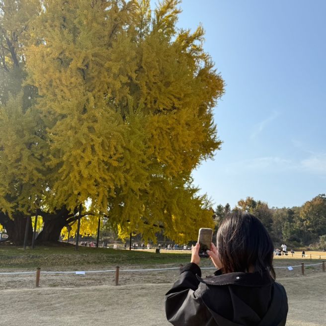 원주찍먹 남경막국수, 반계리은행나무