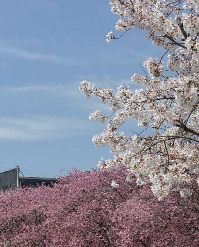 장성 맛집 추천, 용강식당 몸보신 끝판왕 메기탕과 장어구이 솔직 후기