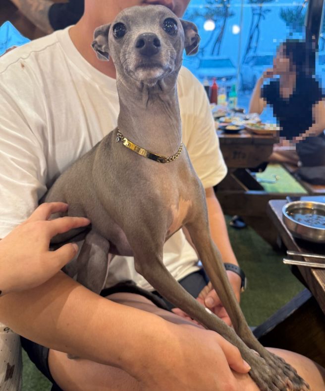 [강원도 강릉] 애견동반가능한 가성비좋은강릉횟집 : 경포팔도강산