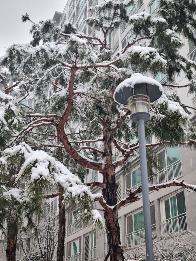 봄이왔는데 겨울타령덩실덩실