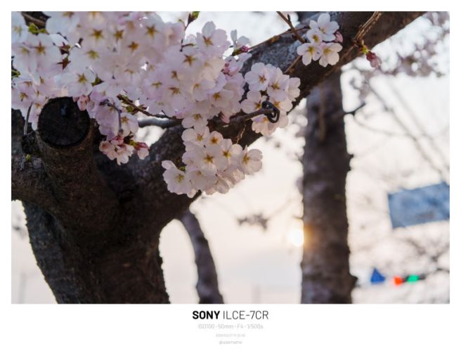 벚꽃 구경하러 너무 일찍 간 김천 연화지, 연화지쌈밥