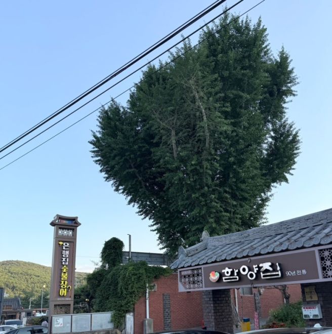 경주 함양집 본점 물회 맛집 넘사벽 대기없이 갔어요!