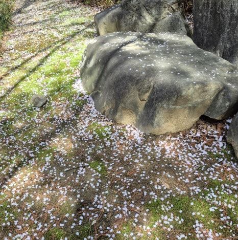 역대급 개화시기? 2026 충주호 벚꽃, 남들 다 갈 때 가면 무조건 손해 보는 이유 주차 지옥 탈출법